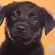 Illustration for article titled The Most Shocking Scandals of the 2013 Puppy Bowl